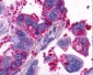 GPR4 Antibody (Extracellular Domain)